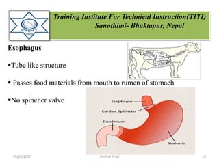 Training Institute For Technical Instruction(TITI)
Sanothimi- Bhaktapur, Nepal
Esophagus
Tube like structure
 Passes food materials from mouth to rumen of stomach
No spincher valve
05/26/2017 26Krishna Aryal
 