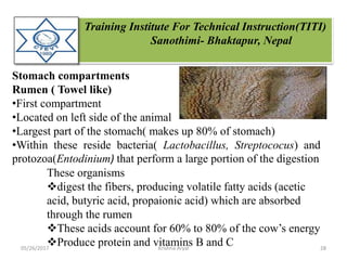 Training Institute For Technical Instruction(TITI)
Sanothimi- Bhaktapur, Nepal
Stomach compartments
Rumen ( Towel like)
•First compartment
•Located on left side of the animal
•Largest part of the stomach( makes up 80% of stomach)
•Within these reside bacteria( Lactobacillus, Streptococus) and
protozoa(Entodinium) that perform a large portion of the digestion
These organisms
digest the fibers, producing volatile fatty acids (acetic
acid, butyric acid, propaionic acid) which are absorbed
through the rumen
These acids account for 60% to 80% of the cow’s energy
Produce protein and vitamins B and C05/26/2017 28Krishna Aryal
 
