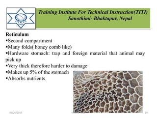 Training Institute For Technical Instruction(TITI)
Sanothimi- Bhaktapur, Nepal
Reticulum
Second compartment
Many folds( honey comb like)
Hardware stomach: trap and foreign material that animal may
pick up
Very thick therefore harder to damage
Makes up 5% of the stomach
Absorbs nutrients
05/26/2017 29Krishna Aryal
 