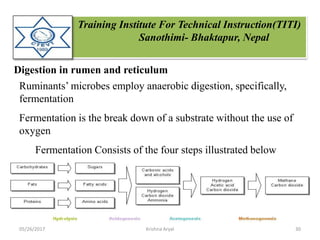 Training Institute For Technical Instruction(TITI)
Sanothimi- Bhaktapur, Nepal
Digestion in rumen and reticulum
Ruminants’ microbes employ anaerobic digestion, specifically,
fermentation
Fermentation is the break down of a substrate without the use of
oxygen
Fermentation Consists of the four steps illustrated below
05/26/2017 30Krishna Aryal
 