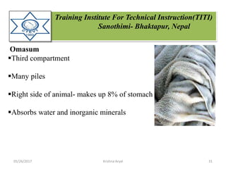 Training Institute For Technical Instruction(TITI)
Sanothimi- Bhaktapur, Nepal
Omasum
Third compartment
Many piles
Right side of animal- makes up 8% of stomach
Absorbs water and inorganic minerals
05/26/2017 31Krishna Aryal
 