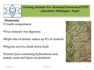 Training Institute For Technical Instruction(TITI)
Sanothimi- Bhaktapur, Nepal
Abomasum
 Fourth compartment
True stomach/ true digestion
Right side of animal- makes up 8% of stomach
Engyme activity, break down feeds
Gastric juice containing hydrochloric acid,
pepsin, renin and lipase are produced.
05/26/2017 32Krishna Aryal
 