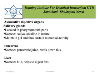 Training Institute For Technical Instruction(TITI)
Sanothimi- Bhaktapur, Nepal
Associative digestive organs
Salivary glands
Located in pharynx(mouth part)
Secretes saliva, alkaline in nature
Maintain pH and thus sustain microbial activity
Pancareas
Sceretes panceratic juice, break down fats
Liver
Secretes bile, helps to digest fats.
05/26/2017 35Krishna Aryal
 