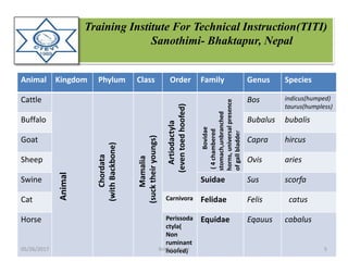 Training Institute For Technical Instruction(TITI)
Sanothimi- Bhaktapur, Nepal
Animal Kingdom Phylum Class Order Family Genus Species
Cattle
Animal
Chordata
(withBackbone)
Mamalia
(sucktheiryoungs)
Artiodactyla
(eventoedhoofed)
Bovidae
(4chambered
stomach,unbranched
horns,universalpresence
ofgallbladder
Bos indicus(humped)
taurus(humpless)
Buffalo Bubalus bubalis
Goat Capra hircus
Sheep Ovis aries
Swine Suidae Sus scorfa
Cat Carnivora Felidae Felis catus
Horse Perissoda
ctyla(
Non
ruminant
hoofed)
Equidae Eqauus cabalus
05/26/2017 5Krishna Aryal
 