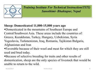 Training Institute For Technical Instruction(TITI)
Sanothimi- Bhaktapur, Nepal
Sheep: Domesticated 11,000-15,000 years ago
Domesticated in the mountains of Southeast Europe and
Central/Southwest Asia. These areas include the countries of:
Greece, Kazakhstan, Turkey, Hungary, Uzbekistan, Syria
Yugoslavia, Turkmenistan, Iraq, Romania, Tajikistan Bulgaria,
Afghanistan and Iran
Favorable because of their wool and meat for which they are still
used and bred today.
Because of selective breeding for traits and other results of
domestication, sheep are the only species of livestock that would be
unable to return to the wild.
05/26/2017 8Krishna Aryal
 