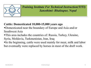 Training Institute For Technical Instruction(TITI)
Sanothimi- Bhaktapur, Nepal
Cattle: Domesticated 10,000-15,000 years ago
Domesticated near the boundary of Europe and Asia and/or
Southwest Asia
This area includes the countries of: Russia, Turkey, Ukraine,
Syria, Moldavia, Turkmenistan, Iran, Iraq
In the beginning, cattle were used mainly for meat, milk and labor
but eventually were replaced by horses in most of the draft work.
05/26/2017 9Krishna Aryal
 