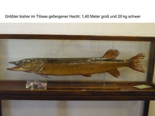 Größter bisher im Titisee gefangener Hecht: 1,40 Meter groß und 20 kg schwer
 