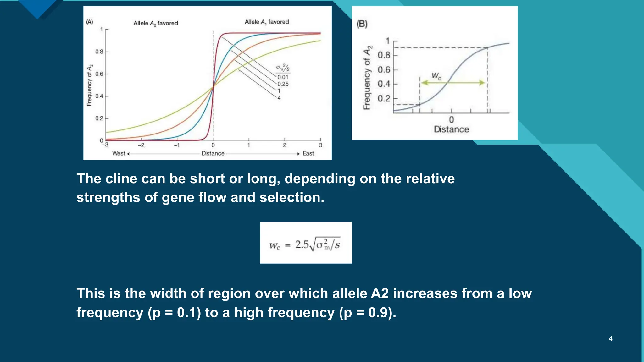 Click to edit Master title style
‹#›
4
The cline can be short or long, depending on the relative
strengths of gene flow and selection.
This is the width of region over which allele A2 increases from a low
frequency (p = 0.1) to a high frequency (p = 0.9).
 