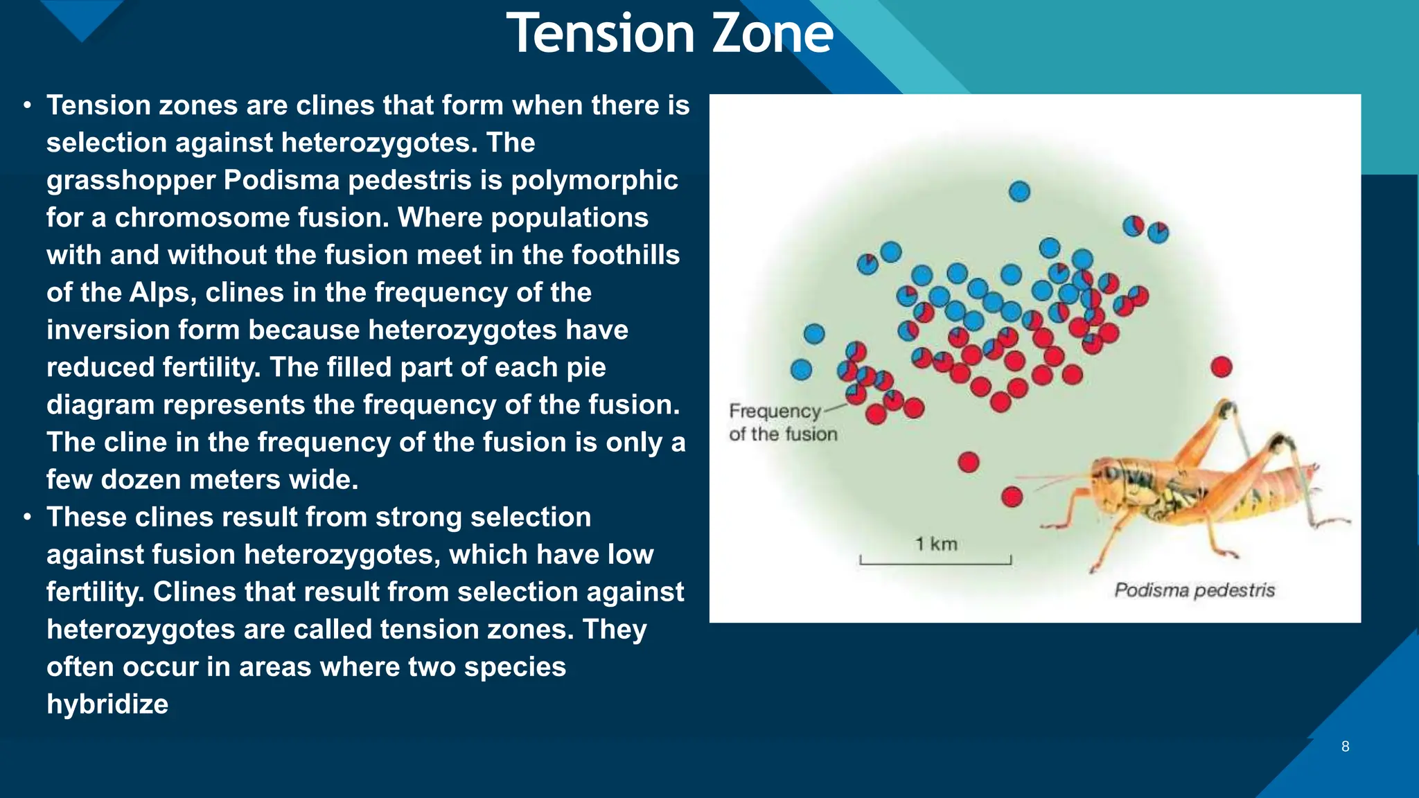 Click to edit Master title style
‹#›
Tension Zone
8
• Tension zones are clines that form when there is
selection against heterozygotes. The
grasshopper Podisma pedestris is polymorphic
for a chromosome fusion. Where populations
with and without the fusion meet in the foothills
of the Alps, clines in the frequency of the
inversion form because heterozygotes have
reduced fertility. The filled part of each pie
diagram represents the frequency of the fusion.
The cline in the frequency of the fusion is only a
few dozen meters wide.
• These clines result from strong selection
against fusion heterozygotes, which have low
fertility. Clines that result from selection against
heterozygotes are called tension zones. They
often occur in areas where two species
hybridize
 
