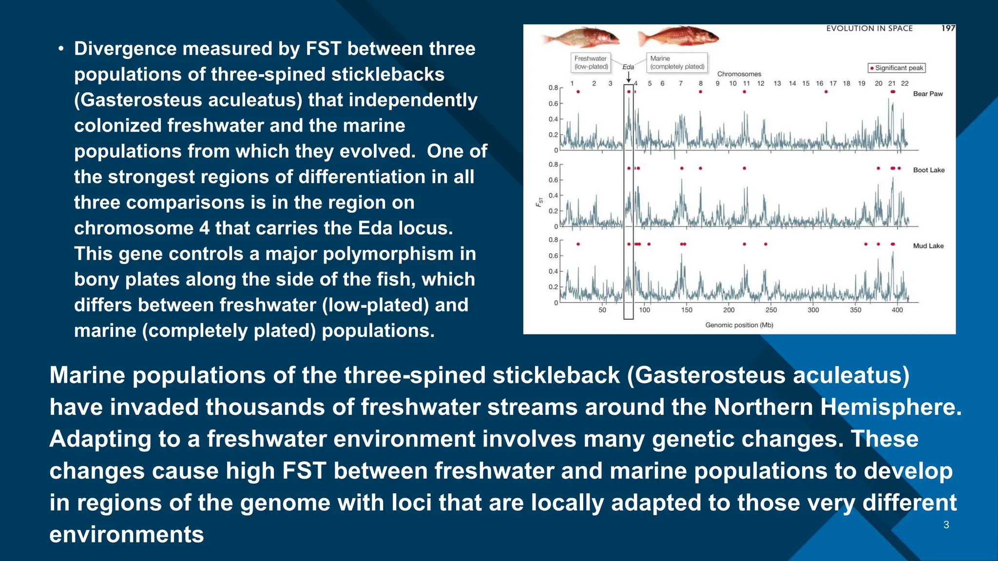 Click to edit Master title style
‹#›
3
• Divergence measured by FST between three
populations of three-spined sticklebacks
(Gasterosteus aculeatus) that independently
colonized freshwater and the marine
populations from which they evolved. One of
the strongest regions of differentiation in all
three comparisons is in the region on
chromosome 4 that carries the Eda locus.
This gene controls a major polymorphism in
bony plates along the side of the fish, which
differs between freshwater (low-plated) and
marine (completely plated) populations.
Marine populations of the three-spined stickleback (Gasterosteus aculeatus)
have invaded thousands of freshwater streams around the Northern Hemisphere.
Adapting to a freshwater environment involves many genetic changes. These
changes cause high FST between freshwater and marine populations to develop
in regions of the genome with loci that are locally adapted to those very different
environments
 