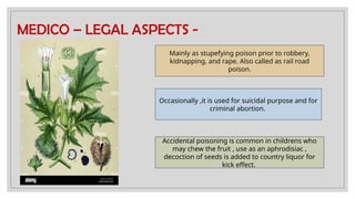 MEDICO – LEGAL ASPECTS -
Mainly as stupefying poison prior to robbery,
kidnapping, and rape. Also called as rail road
poison.
Occasionally ,it is used for suicidal purpose and for
criminal abortion.
Accidental poisoning is common in childrens who
may chew the fruit , use as an aphrodisiac ,
decoction of seeds is added to country liquor for
kick effect.
 