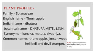 PLANT PROFILE -
Family – Solanaceae
English name – Thorn apple
Indian name – dhatura
botanical name – DHATURA METEL LINN.
Synonyms – kanaka, matula, sivapriya,
Common names- thorn apple, jimson weed
hell bell and devil trumpet.
 