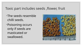 Toxic part includes seeds ,flower, fruit
◦The seeds resemble
chilli seeds.
◦Poisoning occurs
only if seeds are
masticated or
swallowed.
 