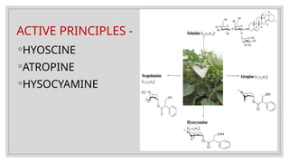 ACTIVE PRINCIPLES -
◦HYOSCINE
◦ATROPINE
◦HYSOCYAMINE
 