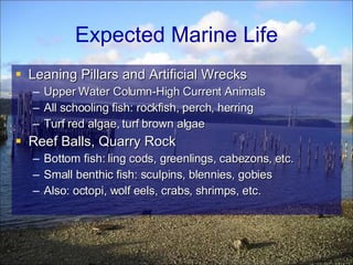 Leaning Pillars and Artificial Wrecks Upper Water Column-High Current Animals All schooling fish: rockfish, perch, herring Turf red algae, turf brown algae Reef Balls, Quarry Rock Bottom fish: ling cods, greenlings, cabezons, etc. Small benthic fish: sculpins, blennies, gobies Also: octopi, wolf eels, crabs, shrimps, etc. Expected Marine Life 