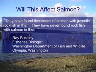 “ They have found thousands of salmon with juvenile rockfish in them. They have never found rock fish with salmon in them.” -Ray Buckley Fisheries Biologist Washington Department of Fish and Wildlife Olympia, Washington Will This Affect Salmon? 