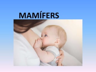 MAMÍFERS
 