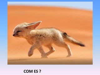 COM ES ?
 
