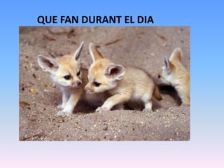 QUE FAN DURANT EL DIA
 