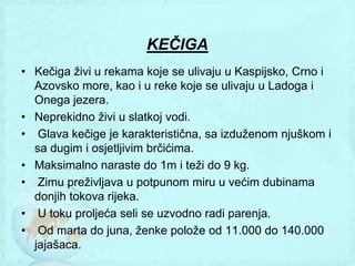 KEČIGA
• Kečiga ţivi u rekama koje se ulivaju u Kaspijsko, Crno i
  Azovsko more, kao i u reke koje se ulivaju u Ladoga i
  Onega jezera.
• Neprekidno ţivi u slatkoj vodi.
• Glava kečige je karakteristična, sa izduţenom njuškom i
  sa dugim i osjetljivim brčićima.
• Maksimalno naraste do 1m i teţi do 9 kg.
• Zimu preţivljava u potpunom miru u većim dubinama
  donjih tokova rijeka.
• U toku proljeća seli se uzvodno radi parenja.
• Od marta do juna, ţenke poloţe od 11.000 do 140.000
  jajašaca.
 