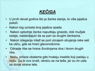KEČIGA
• U prvih devet godina što je ţenka starija, to više jajašca
  poloţi.
• Nakon tog uzrasta broj jajašca opada.
• Nakon oplodnje ţenke napuštaju gnezdo, dok muţjak
  ostaje, nastavljajući da se pari sa drugim ţenkama.
• Nakon izleganja mlađ se pod uticajem strujanja reke seli
  ka ušću, gde se hrani glavonošcima.
• Odrasle ribe se hrane ţivotinjama dna i ikrom drugih
  riba.
• Noću, prilaze obalama gde hvataju insekte koji padaju u
  vodu. Da bi ovo izveli, okreću se na leđa, jer su im usta
  sa donje strane tela.
 