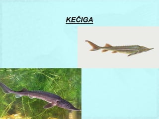 KEČIGA
 