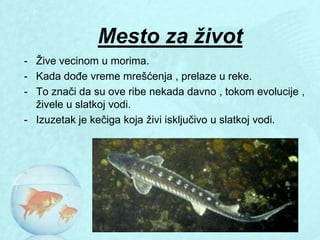 Mesto za život
- Ţive vecinom u morima.
- Kada dođe vreme mrešćenja , prelaze u reke.
- To znači da su ove ribe nekada davno , tokom evolucije ,
  ţivele u slatkoj vodi.
- Izuzetak je kečiga koja ţivi isključivo u slatkoj vodi.
 