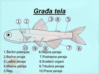 Građa tela




1.Škrţni poklopac    6.Repna peraja
2.Bočna pruga        7.Podrepna peraja
3.Leđna peraja       8.Svetleći organi
4.Masna peraja       9.Trbušna peraja
5.Rep                10.Prsna peraja
 