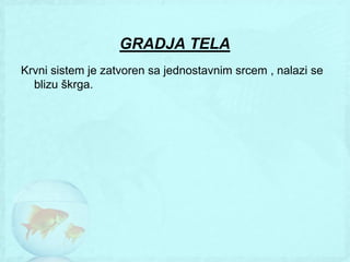 GRADJA TELA
Krvni sistem je zatvoren sa jednostavnim srcem , nalazi se
  blizu škrga.
 