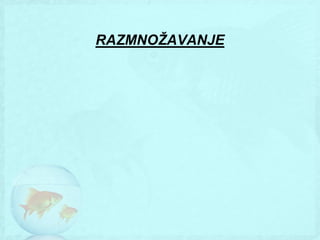 RAZMNOŽAVANJE
 