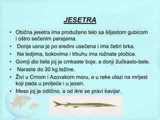 JESETRA
• Obična jesetra ima produţeno telo sa šiljastom gubicom
  i oštro sečenim perajama.
• Donja usna je po sredini usečena i ima četiri brka.
• Na ledjima, bokovima i trbuhu ima roţnate pločice.
• Gornji dio tiela joj je crnkaste boje, a donji ţučkasto-bele.
• Naraste do 30 kg.teţine.
• Ţivi u Crnom i Azovskom moru, a u reke ulazi na mrijest
  koji pada u proljeće i u jesen.
• Meso joj je odlično, a od ikre se pravi kavijar.
 