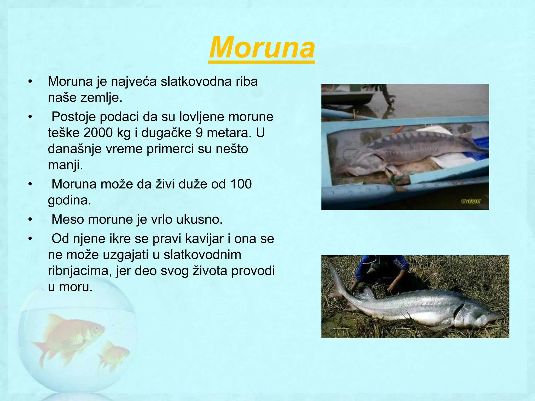 Štitonoše - VI razred | PPTX