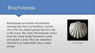 Brachiopoda
Brachiopods are marine invertebrates,
meaning they have no backbone, and are
one of the few animal groups that live only
in the ocean. The name 'Brachiopoda' comes
from the Greek words 'brachion" (=arm)
and "podos" (=foot). They are sometimes
referred to as 'lamp shells' since certain
groups.
Fig: Brachiopoda
 