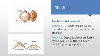 The Shell
1.Anterior and Posterior
Anterior: The shell margin where
the valves separate and open that is
anterior.
Posterior: Opposite direction defined
by the position of Hinge line or
pedicle opening is posterior.
 