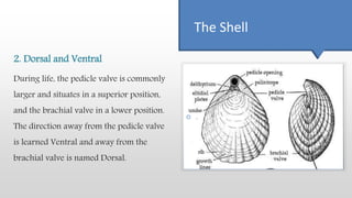 The Shell
2. Dorsal and Ventral
During life, the pedicle valve is commonly
larger and situates in a superior position,
and the brachial valve in a lower position.
The direction away from the pedicle valve
is learned Ventral and away from the
brachial valve is named Dorsal.
 .
 