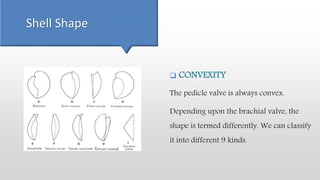Shell Shape
 CONVEXITY
The pedicle valve is always convex.
Depending upon the brachial valve, the
shape is termed differently. We can classify
it into different 9 kinds.
 