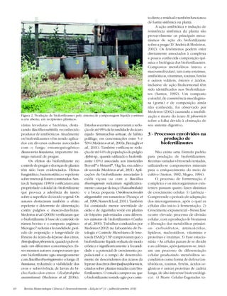 40 Revista Biotecnologia Ciência & Desenvolvimento - Edição nº 31 - julho/dezembro 2003
várias leveduras e bactérias, desta-
cando Bacillus subitilis, reconhecido
produtor de antibióticos. Atualmente
os biofertilizantes vêm sendo aplica-
dos em diversas culturas associadas
com o fungo entomopatogênico
Beauveria bassiana, importante ini-
migo natural de pragas.
Os efeitos do biofertilizante no
controledepragasedoençasdeplantas
têm sido bem evidenciados. Efeitos
fungistático, bacteriostático e repelente
sobreinsetosjáforamconstatados.San-
tos & Sampaio (1993) verificaram uma
propriedade coloidal do biofertilizante
que provoca a aderência do inseto
sobre a superfície do tecido vegetal. Os
autores destacaram também o efeito
repelente e deterrente de alimentação
contra pulgões e moscas-das-frutas.
Medeiros et al. (2000b) verificaram que
o biofertilizante à base de conteúdo de
rúmen bovino e o composto orgânico
MicrogeoÒ
reduziuafecundidade,perí-
odo de oviposição e longevidade de
fêmeas do ácaro-da-leprose dos citros,
Brevipalpusphoenicis, quando pulveri-
zado em diferentes concentrações. Es-
ses mesmos autores comprovaram que
este biofertilizante agiu sinergicamente
com Bacillusthuringiensis e o fungo B.
bassiana, reduzindo a viabilidade dos
ovos e sobrevivência de larvas do bi-
cho-furão-dos-citros (Ecdytolopha
aurantiana) (Medeiros et al. 2000c).
Estudos recentes comprovaram a redu-
çãodeaté95%dafecundidadedoácaro
rajado Tetranychus urticae, de hábito
polífago, em concentrações entre 5 e
50% (Medeiros etal.,2000a;Berzaghi et
al., 2001). Também verificou-se redu-
çãodeaté64%dapopulaçãodopulgão
Aphis sp., quando utilizado o biofertili-
zante (10%) associado aos inseticidas
Boveril®
eMetarril®
,5kg/ha,emcultivo
de acerola (Medeiros et al., 2001). Apli-
cações do biofertilizante associadas à
calda viçosa ou com o Bacillus
thuringiensis reduziram significativa-
menteoataquedatraça(Tutaabsoluta)
e a broca pequena (Neoleucocinodes
elegantalis) em tomateiros (Picanço et
al.,1999;Nunes&Leal,2001).Também
foi constatado menor severidade de
oídio e de cigarrinha verde em plantas
de feijoeiro pulverizadas com diferen-
tes misturas de biofertilizantes (Cunha
et al., 2000). Trabalhos conduzidos por
Medeiros (2002) no Laboratório de Pa-
tologia e Controle Microbiano de Inse-
tosdaESALQ/USPcomprovaramqueo
biofertilizante líquido reduziu de modo
crônico e significativamente a fecundi-
dade e o potencial de crescimento po-
pulacional e o tempo de desenvolvi-
mento de descendentes dos ácaros da
leprosedoscitrosBrevipalpusphoenicis,
criados sobre plantas tratadas com bio-
fertilizantes. O estudo comprovou que
o biofertilizante testado agiu por conta-
todiretoeresidualetambémfuncionou
de forma sistêmica na planta.
A ação antibiótica e indução de
resistência sistêmica da planta são
provavelmente os principais meca-
nismos de ação do biofertilizante
sobre a praga (D´Andréa & Medeiros,
2002). Os fenômenos podem estar
diretamente associados à complexa
e pouco conhecida composição quí-
mica e biológica dos biofertilizantes.
Compostos metabólitos (micro e
macromoléculas), tais como enzimas,
antibióticos,vitaminas,toxinas,fenóis
e outros voláteis, ésteres e ácidos,
inclusive de ação fitohormonal têm
sido identificados nos biofertilizan-
tes (Santos, 1992). Um composto
coloidal, de consistência mucilagino-
sa (goma) e de composição ainda
não conhecida, foi observado por
Medeiros (2002) causando a imobili-
zação e morte do ácaro B. phoenicis
sobre a folha devido à obstrução de
seu sistema digestivo.
3 - Processos envolvidos na
produção de
biofertilizantes
Não existe uma fórmula padrão
para produção de biofertilizantes.
Receitas variadas vêm sendo testadas,
utilizando-se componentes minerais
para o enriquecimento do meio de
cultivo (Santos, 1992; Magro, 1994).
O processo de fermentação é
complexo e os microrganismos exis-
tentes passam quatro fases distintas
de crescimento celular: 1) Latência -
Compreende o período de adaptação
dos microrganismos, após o qual as
células dão início à fermentação. 2)
Crescimentoexponencial–Nessafase
ocorre elevado processo de divisão
celular, com a produção de biomassa
e liberação dos metabólitos primári-
os: carboidratos, aminoácidos,
lipídeos, nucleotídeos, vitaminas e
proteínas e enzimas. 3) Fase estacio-
nária – As células param de se dividir
e as colônias, após juntarem-se, inici-
am um processo de diferenciação
celular produzindo metabólitos se-
cundários como forma de defesa (an-
tibióticos, toxinas, fenóis, ácidos or-
gânicos e outras proteínas de cadeia
longa, de alto interesse biotecnológi-
co). 4) Morte Celular-Esgotadas to-
Figura 2. Produção de biofertilizantes pelo sistema de compostagem líquida contínua
a céu aberto, em recipientes plásticos.
 