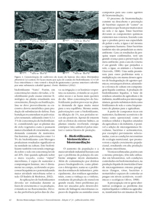 42 Revista Biotecnologia Ciência & Desenvolvimento - Edição nº 31 - julho/dezembro 2003
biofertilizante “Vairo”. Porém, em
concentrações muito elevadas, o bi-
ofertilizante pode causar estresse fi-
siológico na planta retardando seu
crescimento, floração ou frutificação.
Isso se deve provavelmente ao ex-
cessivo desvio metabólico para pro-
dução de substâncias de defesa. Para
hortaliças recomendam-se pulveriza-
ções semanais, utilizando entre 0,1 e
3 % de concentração do biofertilizan-
te, considerando que as plantas são
de ciclo vegetativo curto e possuem
maiorvelocidadedecrescimento,com
demanda constante de nutrientes.
Em fruteiras, pulverizações entre 1 e
5% do biofertilizante com Microgeo
produziram resultados significativos
na sanidade na cultura. Este bioferti-
lizante também vem sendo emprega-
do sobre o solo em concentrações de
até 20%. Este quando aplicado sobre
o mato roçado, como “input”
microbiano, é capaz de aumentar a
compostagem laminar, isto é direta-
mente no campo, acelerando os pro-
cessosbioquímicosepotencializando
maior atividade microbiana sobre o
solo (D’Andréa & Medeiros, 2002).
As aplicações de biofertilizantes
deverão ser realizadas durante as
fases de crescimento e/ou produção,
evitando-se no florescimento. Deve-
se dar preferência pelos dias de chu-
va ou irrigação e os horários vesper-
tino ou noturno, evitando-se os perí-
odos secos e as horas mais quentes
do dia. Altas concentrações do bio-
fertilizante podem provocar na plan-
ta demanda de água muito maior
para o seu equilíbrio. Mesmo assim,
pulverizações com o biofertilizante,
na diluição de 1%, nos períodos se-
cos são possíveis. Apesar de estarem
sob os efeitos do estresse hídrico, as
plantas estarão recebendo energia
entrópica (não utilizável pelos inse-
tos) e outros fatores de proteção.
6 - Biofertilizantes,
bioinseticidas e
biorremediação
O aumento da população e a
maioratividadeindustrialfizeramcom
que o problema da poluição do am-
biente atingisse níveis alarmantes.
Além de contaminação por detritos
pouco biodegradáveis, como plásti-
cos e detergentes, soma-se o proble-
ma dos resíduos de industrias e, prin-
cipalmente, dos resíduos agroindus-
triais, como a vinhaça ou o vinhoto,
resultante da produção de etanol em
grande escala. Estes problemas po-
dem ser atacados pelo desenvolvi-
mento de linhagens microbianas ca-
pazes de degradar ou assimilar esses
compostos para uso como agentes
de biorremediação.
O processo da biorremediação
consiste na descoberta e procriação
de bactérias capazes de “comer” os
agrotóxicosqueficampormuitosanos
no solo e na água. Estas bactérias
devoram os componentes químicos
existentes nos venenos, fazendo com
que o produto perca sua capacidade
de poluir o solo, a água e até mesmo
o organismo humano. Estas bactérias
também não são prejudiciais ao meio
ambiente. Caso os resultados da pes-
quisa sejam confirmados, será um
grande avanço para a preservação do
meio ambiente, pois o uso do veneno
é um grande vilão que prejudica o
solo, a água, os animais e o homem
(Azevedo, 1998). Uma saída promis-
sora para esses problemas seria a
multiplicação em massa desses agen-
tes de biodegradação de agentes quí-
micos,emtanquesabertos,adotando-
se a técnica de cultura em composta-
gem líquida contínua. A produção de
biofertilizantes líquidos, à base de
resíduos oriundos da agricultura e da
indústria,modificadospormicroorga-
nismos,gerarãosubstratosúteiscomo
fertilizantes de solo e como bioprote-
tores de plantas para a agricultura.
A partir de compostos ricos em
nutrientes, facilmente acessíveis e de
baixo custo operacional, como os
resíduos sólidos e líquidos oriundos
da agricultura e da indústria, é possí-
vel a adição de microrganismos (le-
veduras, bactérias e actinomicetos,
por exemplo) previamente selecio-
nadas, com as condições necessárias
de ecologia nutricional, que promo-
verem o rápido crescimento popula-
cional, resultando em alta produção
de massa microbiana.
Técnicassofisticadas,porémcom
o mesmo princípio, têm sido utiliza-
das em laboratórios, sob condições
controladas em biofermentadores, na
produçãolíquidadeinseticidasàbase
de microrganismos entomo patogê-
nicos (fungos, vírus, bactérias e
nematóides) capazes de controlar as
pragas em níveis aceitáveis, econô-
micos e ecológicos (Alves, 1998).
A preocupação em se gerar alter-
nativas ecológicas ao problema dos
rejeitos líquidos e sólidos na agricultu-
ra, transformá-los em insumos de bai-
Figura 4. Caracterização de cadáveres do ácaro da leprose dos citros Brevipalpus
phoenicis: (a) control, (b) Ácaro morto por ação de contato do biofertilizante; (c) e (d)
Foco microbiano e vista ventral e dorçal do gnatosoma e pernas anteriores aderidas
por uma substancia coloidal (goma). Fonte: Medeiros (2002).
 