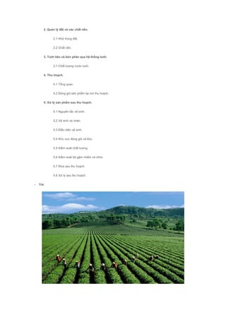 2. Quản lý đất và các chất nền.
2.1 Khử trùng đất.
2.2 Chất nền.
3. Tưới tiêu và bón phân qua hệ thống tưới.
3.1 Chất lượng nước tưới.
4. Thu hoạch.
4.1 Tổng quan.
4.2 Đóng gói sản phẩm tại nơi thu hoạch.
5. Xử lý sản phẩm sau thu hoạch.
5.1 Nguyên tắc vệ sinh.
5.2 Vệ sinh cá nhân.
5.3 Điều kiện vệ sinh.
5.4 Khu vực đóng gói và kho.
5.5 Kiểm soát chất lượng.
5.6 Kiểm soát bộ gậm nhắm và chim.
5.7 Rửa sau thu hoạch.
5.8 Xử lý sau thu hoạch.
- Trà:
 