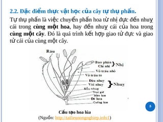 2.2. Đ c đi m th c v t h c c a cây t th ph n
ặ ể ự ậ ọ ủ ự ụ ấ .
T th ph n là vi c chuy n ph n hoa t nh đ c đ n nhu
ự ụ ấ ệ ể ấ ừ ị ự ế ỵ
cái trong cùng m t hoa
ộ , hay đ n nhu cái c a hoa trong
ế ỵ ủ
cùng m t cây
ộ . Đó là quá trình k t h p giao t đ c và giao
ế ợ ử ự
t cái c a cùng m t cây.
ử ủ ộ
C u t o hoa lúa
ấ ạ
(Ngu n:
ồ http://tailieunongnghiep.info1)
5
 