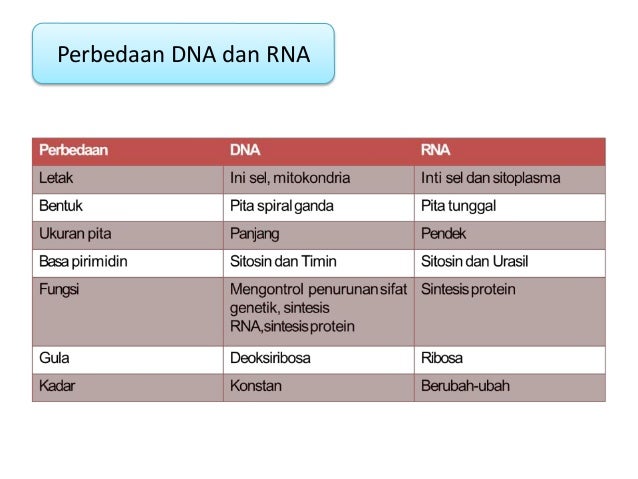 Dna Asam Deoksiribonukleat Biomolekul
