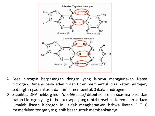 Dna Asam Deoksiribonukleat Biomolekul