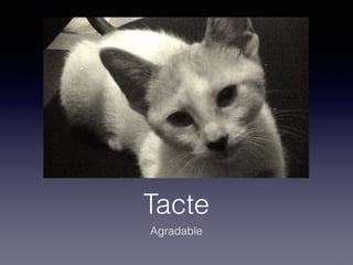 Tacte
Agradable
 