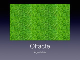 Olfacte
Agradable
 