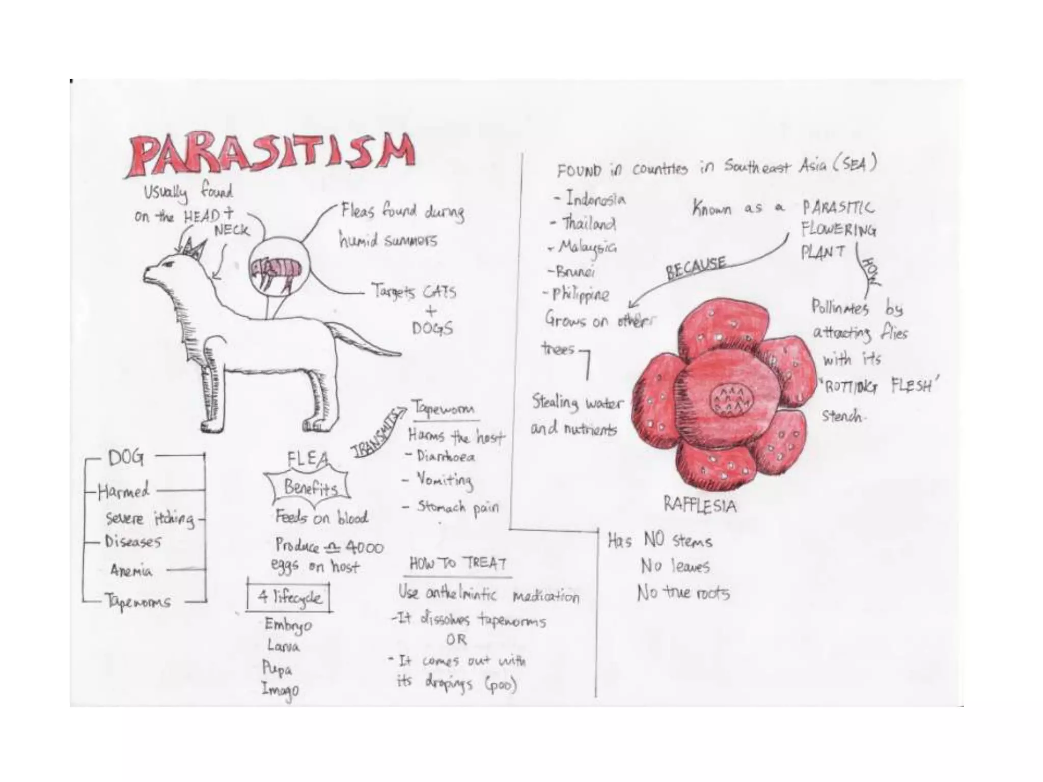 Symbiotic relationship in nature