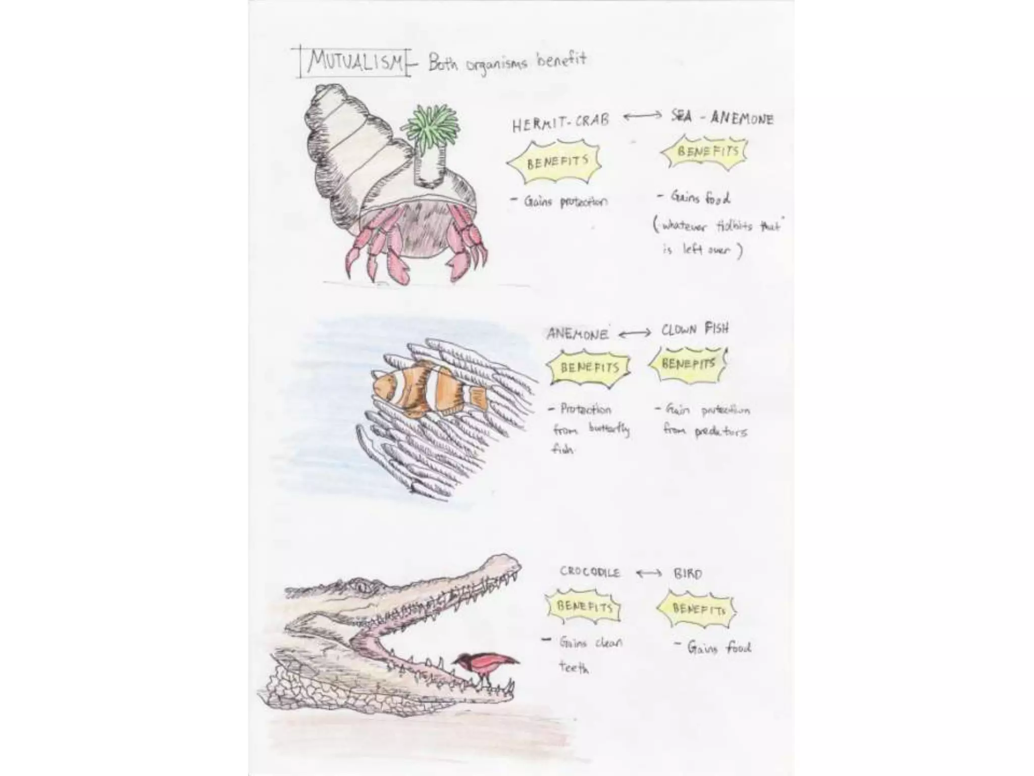 Symbiotic relationship in nature