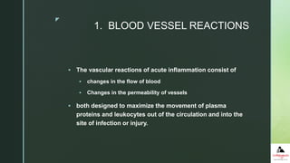 z
1. BLOOD VESSEL REACTIONS
 The vascular reactions of acute inflammation consist of
 changes in the flow of blood
 Changes in the permeability of vessels
 both designed to maximize the movement of plasma
proteins and leukocytes out of the circulation and into the
site of infection or injury.
 