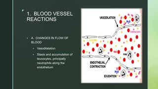 zz
1. BLOOD VESSEL
REACTIONS
 A. CHANGES IN FLOW OF
BLOOD
 Vasodilatation
 Stasis and accumulation of
leucocytes, principally
neutrophils along the
endothelium
 