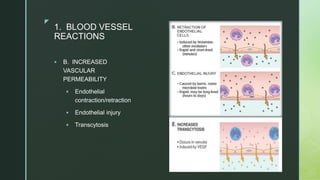 zz
1. BLOOD VESSEL
REACTIONS
 B. INCREASED
VASCULAR
PERMEABILITY
 Endothelial
contraction/retraction
 Endothelial injury
 Transcytosis
 