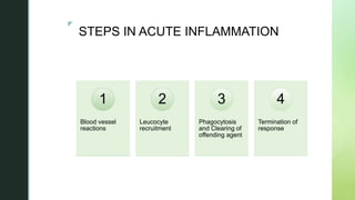 zz
STEPS IN ACUTE INFLAMMATION
Blood vessel
reactions
1
Leucocyte
recruitment
2
Phagocytosis
and Clearing of
offending agent
3
Termination of
response
4
 